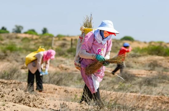 治沙人员在毛乌素沙漠栽种柠条。（王正 摄）.webp