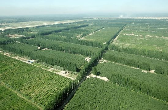 新疆阿克苏林果生产基地（来源：中国绿色时报）.webp